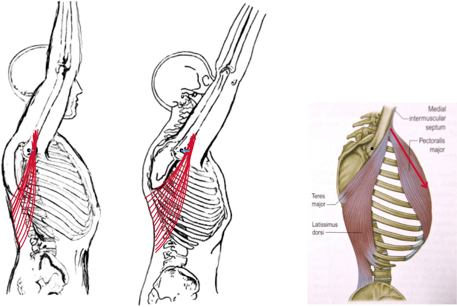 Lattissimus Dorsi